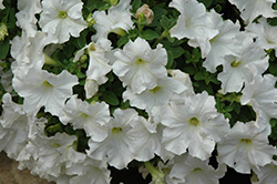 Pretty Flora White Petunia (Petunia 'Pretty Flora White') at The Green Spot Home & Garden