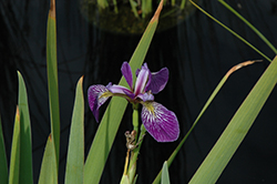 Gerald Darby Iris (Iris 'Gerald Darby') at The Green Spot Home & Garden