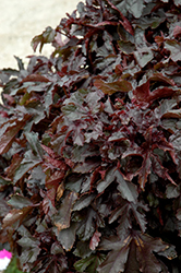 Little Zin Hibiscus (Hibiscus acetosella 'Little Zin') at The Green Spot Home & Garden