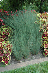 Blue Arrows Rush (Juncus inflexus 'Blue Arrows') at The Green Spot Home & Garden