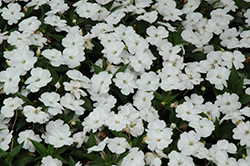 SunPatiens Compact White Impatiens (Impatiens 'SakimP027') at The Green Spot Home & Garden