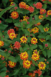 Landmark Citrus Lantana (Lantana camara 'Landmark Citrus') at The Green Spot Home & Garden