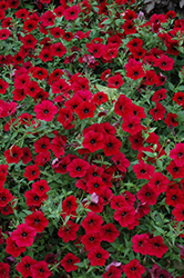 Tidal Wave Red Velour Petunia (Petunia 'Tidal Wave Red Velour') at The Green Spot Home & Garden