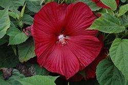 Honeymoon Deep Red Hibiscus (Hibiscus 'Honeymoon Deep Red') at The Green Spot Home & Garden