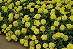 Zahara Double Yellow Zinnia (Zinnia 'Zahara Double Yellow') at The Green Spot Home & Garden