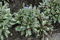 Dixie Chip Bugleweed (Ajuga 'Dixie Chip') at The Green Spot Home & Garden