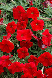 Headliner Red Petunia (Petunia 'Headliner Red') at The Green Spot Home & Garden