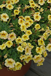 Conga Yellow Calibrachoa (Calibrachoa 'Conga Yellow') at The Green Spot Home & Garden