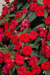 Big Bounce Red Impatiens (Impatiens 'Balbiged') at The Green Spot Home & Garden
