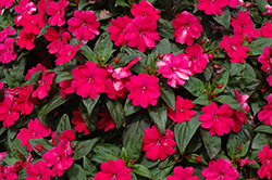 Big Bounce Cherry Impatiens (Impatiens 'Balbigbery') at The Green Spot Home & Garden