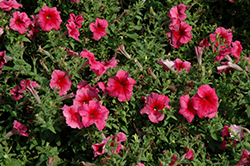 Daddy Red Petunia (Petunia 'Daddy Red') at The Green Spot Home & Garden