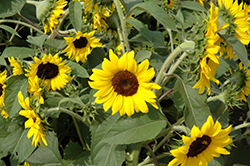 Ballad Annual Sunflower (Helianthus annuus 'Ballad') at The Green Spot Home & Garden