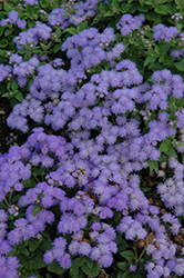 Cloud Nine Blue Flossflower (Ageratum 'Cloud Nine Blue') at The Green Spot Home & Garden