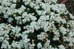 Cloud Nine White Flossflower (Ageratum 'Cloud Nine White') at The Green Spot Home & Garden