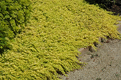 Goldilocks Creeping Jenny (Lysimachia nummularia 'Goldilocks') at The Green Spot Home & Garden