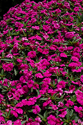 Bounce Violet Impatiens (Impatiens 'Balbouvio') at The Green Spot Home & Garden