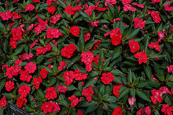 SunPatiens Spreading Scarlet Red New Guinea Impatiens (Impatiens 'SunPatiens Spreading Scarlet Red') at The Green Spot Home & Garden