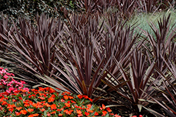 Red Sensation Grass Palm (Cordyline australis 'Red Sensation') at The Green Spot Home & Garden