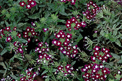 Quartz XP Violet with Eye Verbena (Verbena 'Quartz XP Violet with Eye') at The Green Spot Home & Garden
