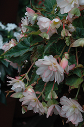 I'Conia Miss Montreal Begonia (Begonia 'I'Conia Miss Montreal') at The Green Spot Home & Garden