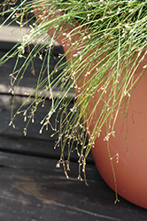 Live Wire Fiber Optic Grass (Isolepis cernua 'Live Wire') at The Green Spot Home & Garden