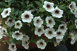 Supertunia Latte Petunia (Petunia 'Supertunia Latte') at The Green Spot Home & Garden