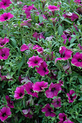 Cascadias Pitaya Petunia (Petunia 'Cascadias Pitaya') at The Green Spot Home & Garden