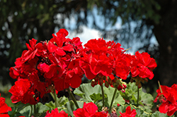 Dynamo Dark Red Geranium (Pelargonium 'Dynamo Dark Red') at The Green Spot Home & Garden