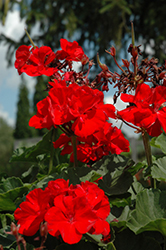 Fantasia Cardinal Red Geranium (Pelargonium 'Fantasia Cardinal Red') at The Green Spot Home & Garden