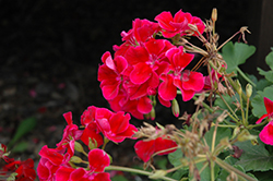 Calliope Crimson Flame Geranium (Pelargonium 'Calliope Crimson Flame') at The Green Spot Home & Garden