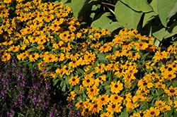 Tiger Eye Gold Coneflower (Rudbeckia hirta 'Tiger Eye Gold') at The Green Spot Home & Garden