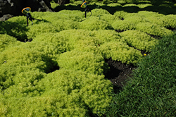 Lemon Ball Stonecrop (Sedum rupestre 'Lemon Ball') at The Green Spot Home & Garden