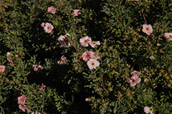 Happy Face Pink Paradise Potentilla (Potentilla fruticosa 'Kupinpa') at The Green Spot Home & Garden