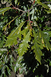 Admiration Oak (Quercus 'Jefmir') at The Green Spot Home & Garden