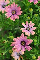 Zion Copper Amethyst African Daisy (Osteospermum 'KLEOE09175') at The Green Spot Home & Garden