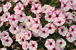 Supertunia Mini Vista Pink Star Petunia (Petunia 'USTUNJ2401') at The Green Spot Home & Garden