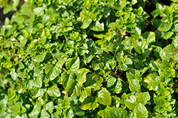 Indian Mint (Satureja douglasii 'Indian Mint') at The Green Spot Home & Garden