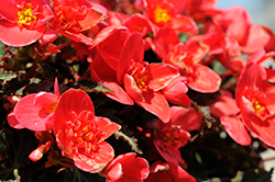 I'Conia First Kiss Begonia (Begonia 'I'Conia First Kiss') at The Green Spot Home & Garden