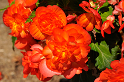 Nonstop Fire Begonia (Begonia 'Nonstop Fire') at The Green Spot Home & Garden