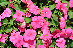 Beacon Rose Impatiens (Impatiens walleriana 'Beacon Rose') at The Green Spot Home & Garden