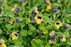 Summer Wave Bouquet Gold Torenia (Torenia 'Summer Wave Bouquet Gold') at The Green Spot Home & Garden