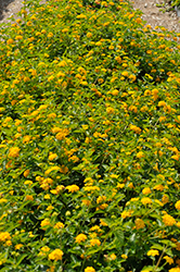 Landmark Gold Lantana (Lantana camara 'Balandgold') at The Green Spot Home & Garden