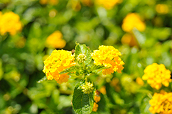 Landmark Gold Lantana (Lantana camara 'Balandgold') at The Green Spot Home & Garden