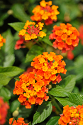 Landmark Red Lantana (Lantana camara 'Balandred') at The Green Spot Home & Garden