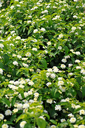 Landmark White Lantana (Lantana camara 'Balucwhit') at The Green Spot Home & Garden