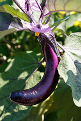 Asian Delight Eggplant (Solanum melongena 'Asian Delight') at The Green Spot Home & Garden