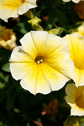 Bee's Knees Petunia (Petunia 'Balcobees') at The Green Spot Home & Garden