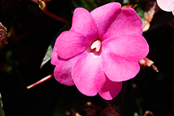 SunPatiens Compact Hot Pink New Guinea Impatiens (Impatiens 'SAKIMP061') at The Green Spot Home & Garden