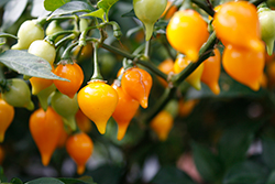 Yellow Biquinho Hot Pepper (Capsicum chinense 'Yellow Biquinho') at The Green Spot Home & Garden