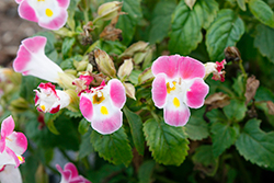 Kauai Rose Torenia (Torenia 'PAS786688') at The Green Spot Home & Garden